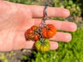 heirloom tomato keychain, handmade clay keychains, silver fruit bag charm, unique purse accessories, small gift for friend, cute food charms